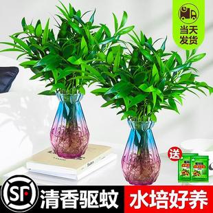 Bamboo and Cypress Hydroponic Plants for Summer Mosquito Repellent Indoor Water-Grown Green Plants and Flowers Small Potted Plants That Are Easy to Grow in All Seasons, Large Seedlings and Old Stumps