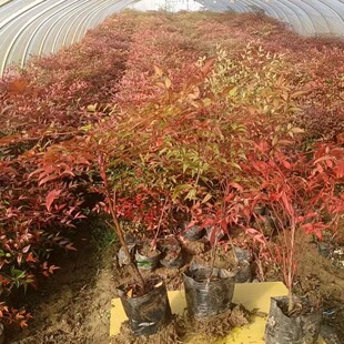 批发南天竹苗 基地直销火焰南天竹 红天竹苗庭院绿化植物耐寒盆栽-阿里巴巴