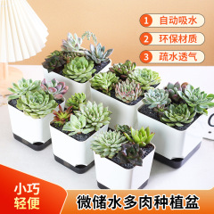Olinze 多肉植物植木鉢プラスチック多肉植物特殊ポットデスクトップ自己吸収小型植木鉢家庭用シンプルな多肉植物植木鉢
