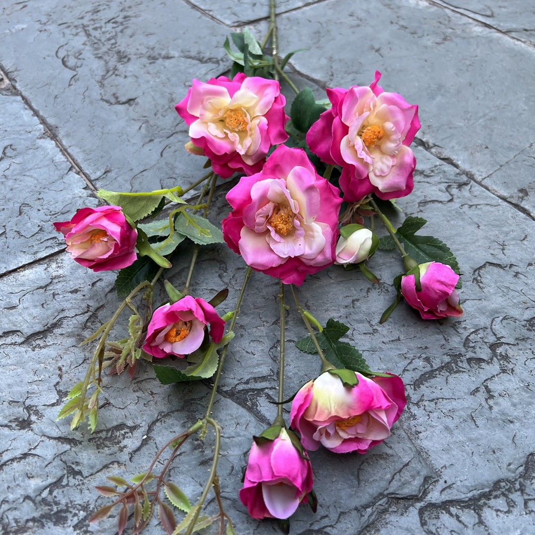 9 Rosa de té británico Rojo