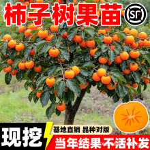 ���Ә����ͥԺ�����ش���S�����ͺ��ϱ��Nֲ���԰����𾧼޽���