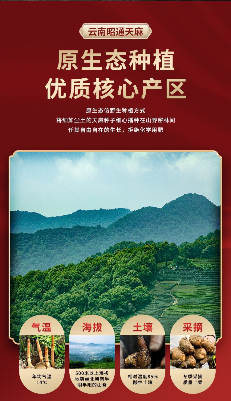 Fresh Wild-Simulated Black Gastrodia Tian Ma 500g Gift Box Yunnan Zhaotong Xiaocaoba Newly Harvested overview