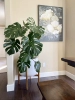 The back height of the big leaf turtle is 60-70cm [including white pot + flower stand] full of feeling