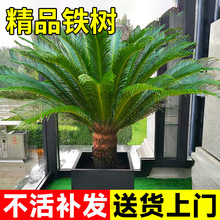 �F�����Դ����Ϙ���ĸһ����ؾGֲ�̨ͥԺ��լ���w�ͶY�辰���B