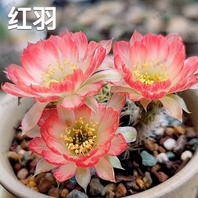 ●■Red Feather 3-5cm - 무작위 장난감 1개 획득■●