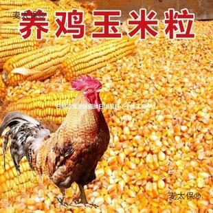 ι�u���������l���ݼZʳ����������С�д��u�Bֳ�u��̫������B�u