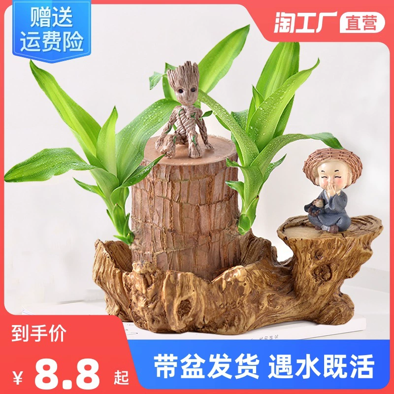 Бразилия дерево водное разведение Счастливый дерево Цветущий Грут маленькое дерево человек в горшке Крытый Рабочий стол Гидропонные зеленые растения маленькие горшки