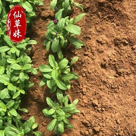 宿根花卉;一二年生花卉;灌木