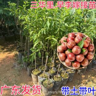 �V�|���A��������ڼ޽��p�A�����t������������������Ϸ��Nֲ