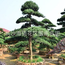 �������l�����_�h�ɘ� 12���������_�h�ɘ� ���΃��� �r�񌍻�