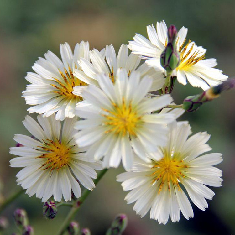 野菊花香精，植物香精，黄瓜香精，护肤品/美容品香精