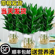 观音竹富贵竹室内水培植物带根花卉绿植客厅盆栽带花瓶好养转运竹