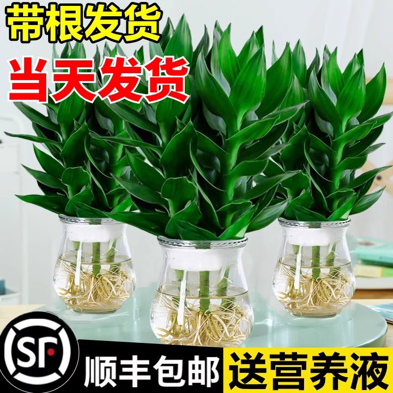 Guanyin Bamboo Rich Bamboo Indoor Hydroponic Plant with Root Flowers Green Plant Living Room Potted Plant with Vase Good Cultivation Transferable Bamboo