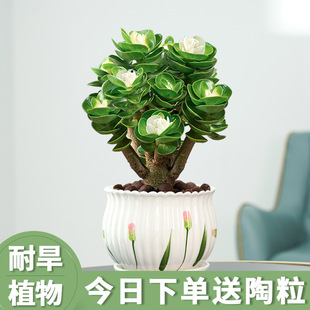���Xľ�Ϙ�����ֲ���҃����Ի��ܰlؔ���ļ�������B�׻��ͺ��Gֲ