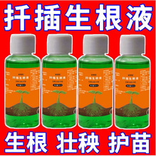 扦插花卉枝条插杆生根剂插花月季绣球果树通用扦插液厂家批发