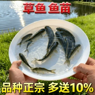 正宗大草鱼苗淡水养殖食用皖鱼特大鲜活脆肉草鱼苗批发