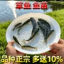 食用特大养殖鲜活草鱼苗