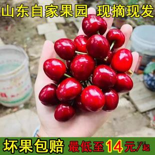 Шандун Янтай Черри Черри, демонстрация красный свет TianShapens, Consolon 3 фунта, 5 фунтов сезонных фруктов свежие