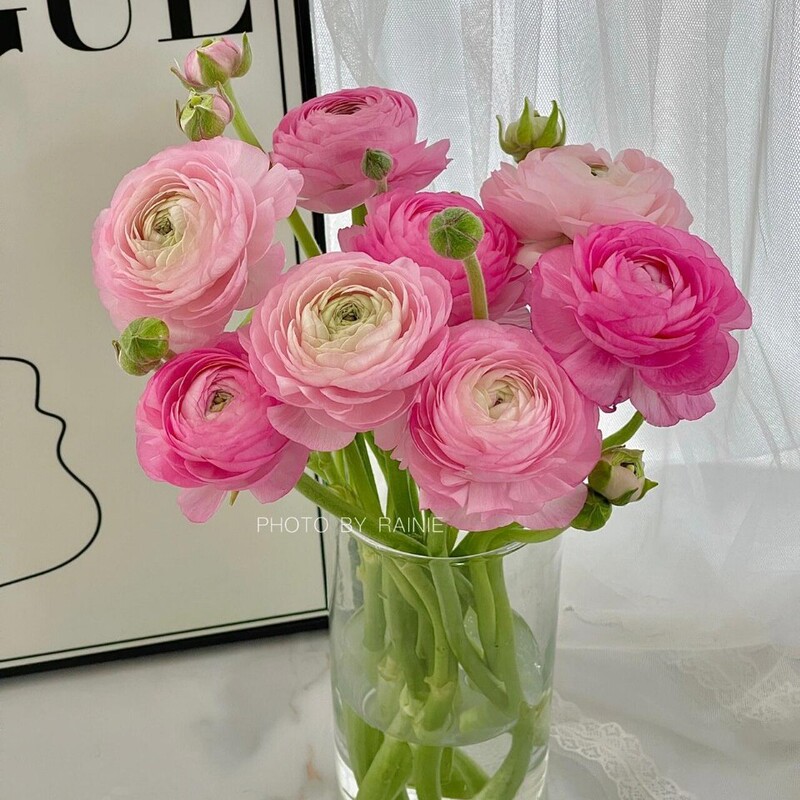 Sf Cold Chain Selection Base Straight-Cut Fresh-Cut Flowers Pink Peony Flowers Hairy Stems Fresh-Cut Flowers Home Hydroponics