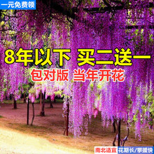 紫藤花树苗爬藤攀爬庭院围墙四季开花植物老桩盆栽花苗藤蔓紫藤萝