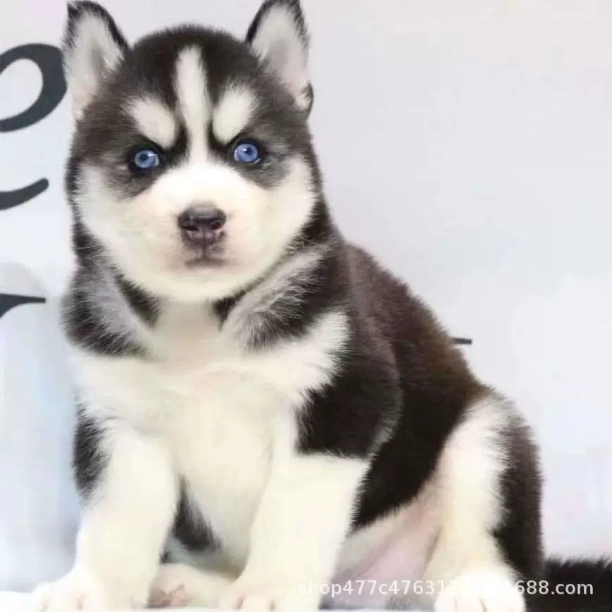 纯种哈士奇犬幼犬活体西伯利亚雪橇犬双血统宠物二哈幼崽小狗活物
