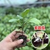 Four Seasons Vegetable seedlings, tomato seedlings small seedlings, spring planting seedlings, pepper tomato eggplant strawberry seedlings, wholesale