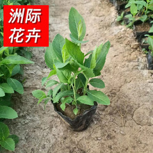 桔梗花苗 四季室内外观赏花盆栽花卉 植物盆景绿植花苗园林绿化