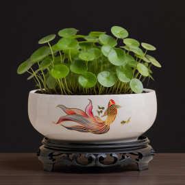 水培花盆陶瓷金钱草一叶莲碗莲睡莲铜钱草水莲花水养巴西木水仙盆