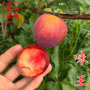 ζ�������� ��Ʒ�N�޽�ζ��tѪ����������������Lζ�ʺ�������
