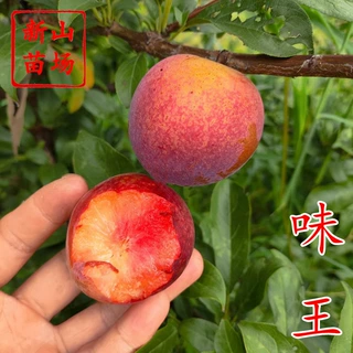 味王杏李苗 新品种嫁接味厚红血香妃美国杏李树苗风味皇后李子苗