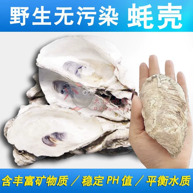 Оболочка устрицы, фильтрующий материал, пруд для рыбы, специальный пруд кои, устричный панцирь, ракушка устричного аквариума, ракушка морской устрицы, фильтрующий материал для сточных вод