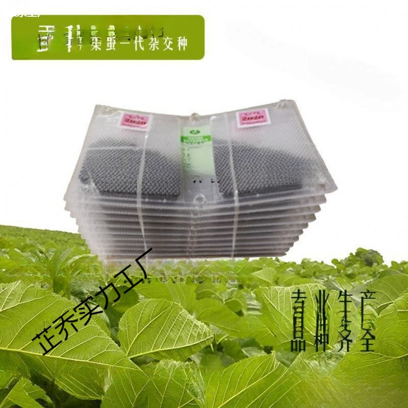 Сельское разведение семян шелкопряда, яиц шелкопряда, детенышей шелкопряда, семенных хозяйств шелкопряда производит высокоурожайные, устойчивые к болезням и отличные сорта, не увеличивая цену.