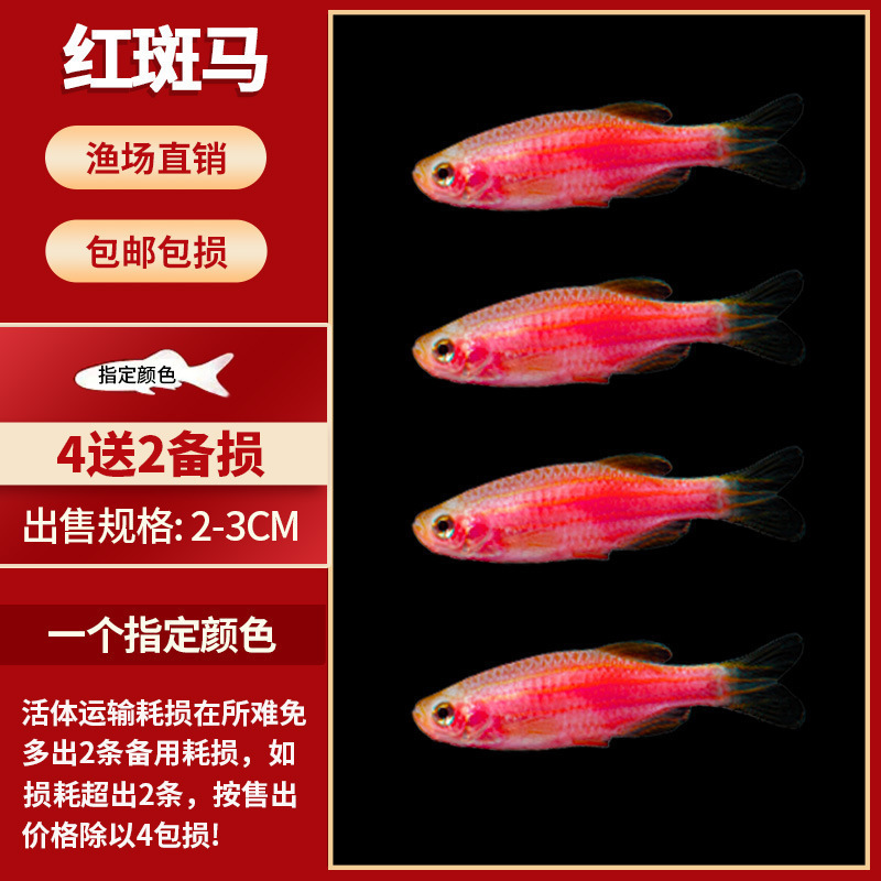 Lamko Fishは稚魚の飼育に適しており、生き残りやすい、淡水観賞魚、小さな孔雀、ゼブラフィッシュ、大型熱帯魚です。|undefined