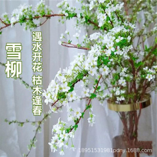 Snow Willow Dry Branches Dead Wood Spring Water Flower Arrangement Hydroponic Flowers Indoor Water Blooming Living Room Balcony Flower Viewing Green Plants