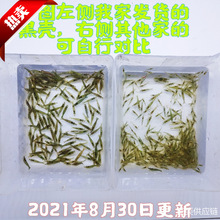 黑壳虾除藻虾鲜活观赏虾清洁虾淡水虾樱花虾活虾耐活冷水虾