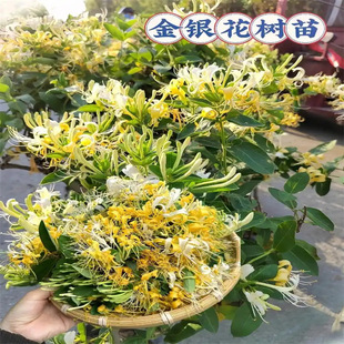 ���y�������Ϙ��ļ��_�������Թ�����ֲ���̨С��ͥԺ�ͺ����