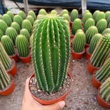 ���P������������ֲ���Ϙ�������������ɳĮ���^�쾰С���Ի���