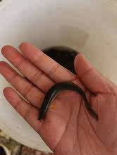 台灣泥鰍小苗養殖新手可以成活率高帆布池桶可以養教技術鮮活