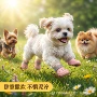 夏季耐磨跨境eva狗鞋