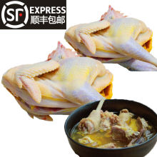 2只包邮散养土鸡草鸡走地鸡三黄鸡乌鸡乌骨鸡笨鸡公鸡童子老母鸡