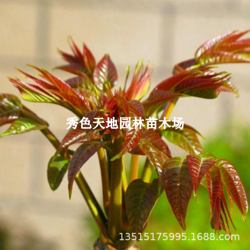 香椿树种子批发椿芽红油香椿种子红油椿菜种子春树籽香醇树籽种子