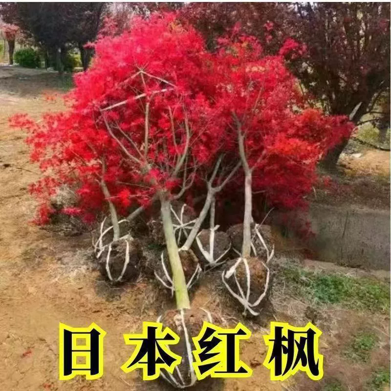 Саженцы красного клена для посадки в грунт и горшечные растения для всех сезонов, японский красный клен, американский красный клен, саженцы для озеленения дорог и уличные деревья.