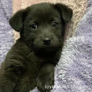 ���l������Ȯ���w������@Ȯ����Ȯ���̻�S�׺�ɫ�o�lȮ����