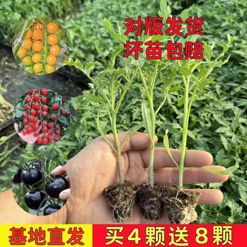 Taste Tomato Seedlings, Vegetable Seedlings, Tomato Seedlings, Seedlings, Sand Pulp Fruit Persimmon Seedlings, Spring Early Maturing and High-Yielding Potted Plants