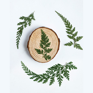 Black Fern real flower plant specimen teaching DIY drop glue mobile phone case UV gem piece applique handmade jewelry materials