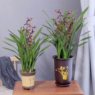 �����w �m���������ī�m��q�m�m�����~�m���ļ�����һ�������l