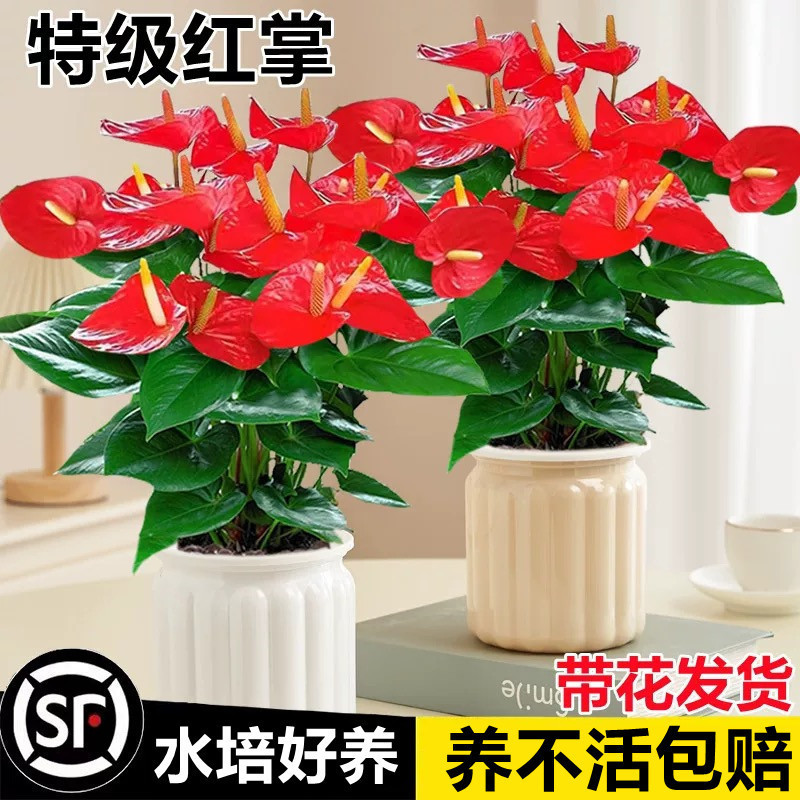 Hydroponic Anthurium potted plant with flowers, symbolizing good fortune and smooth sailing, easy to care for, blooms all year round, a green plant that is easy to maintain indoors Hydroponic Anthurium potted plant with flowers, symbolizing good fortune and smooth sailing, easy to care for, blooms all year round, a green plant that is easy to maintain indoors