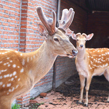 景区动物园拍照  互动性强  饲养简单  斑点明显纯种梅花鹿