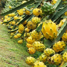 ������C���������r�Ꭷˮ���SƤ�Sɫ�����������ЋD�������l���]