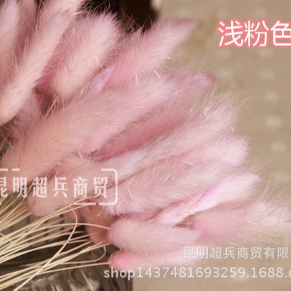 Hierba de cola de conejo flor seca hierba de cola de conejo blanco un montón de 50 piezas